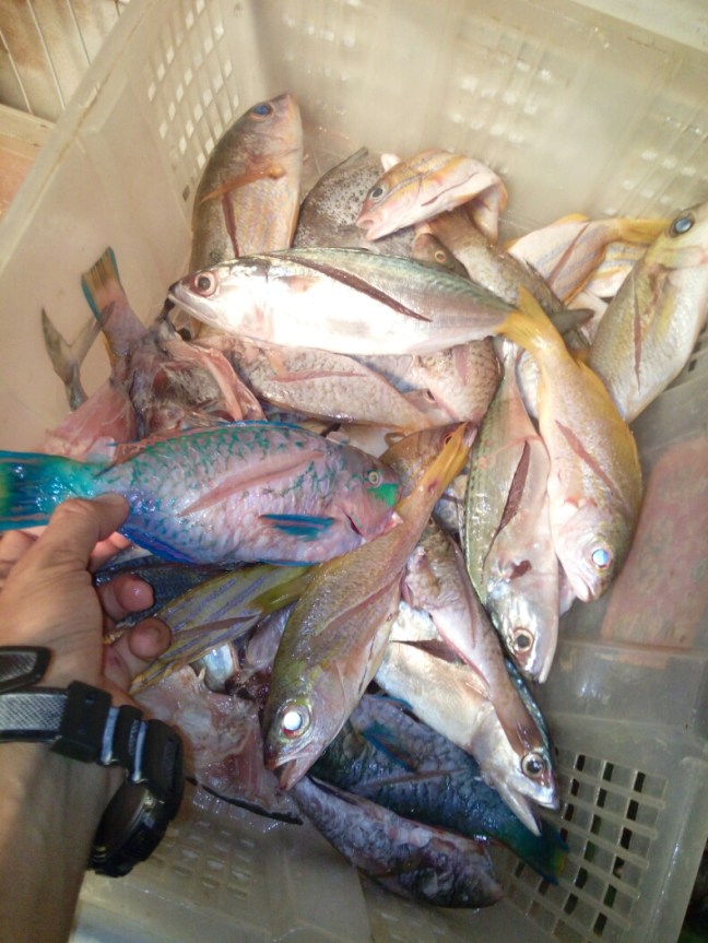 IMG_20160429_121432.jpg image